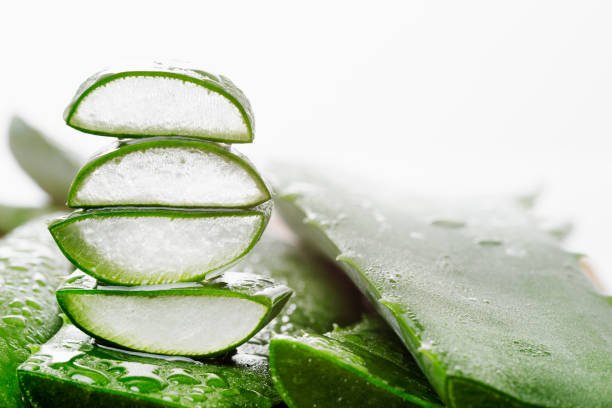 Green aloe vera plant with water droplets
