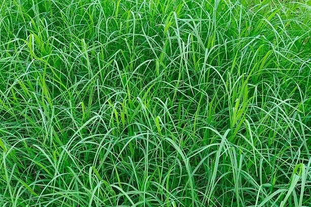 Doob, Durva Grass, sacred grass, Bermuda grass is considered a sacred plant in India. It is religious for Hindus as they worship Lord Ganesha with durva grass.